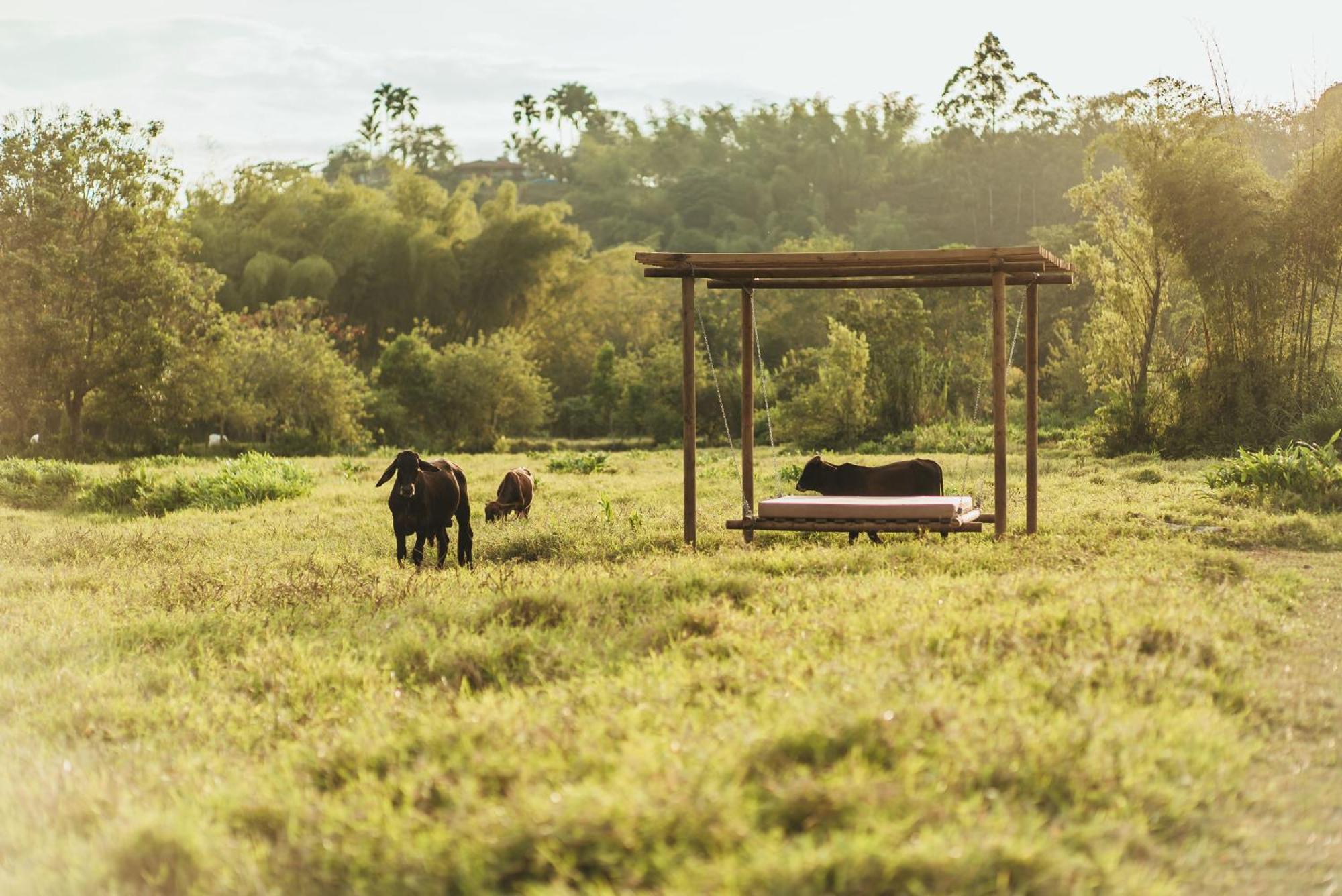 Hotel Glamping Entre Rios Calarcá Exteriér fotografie